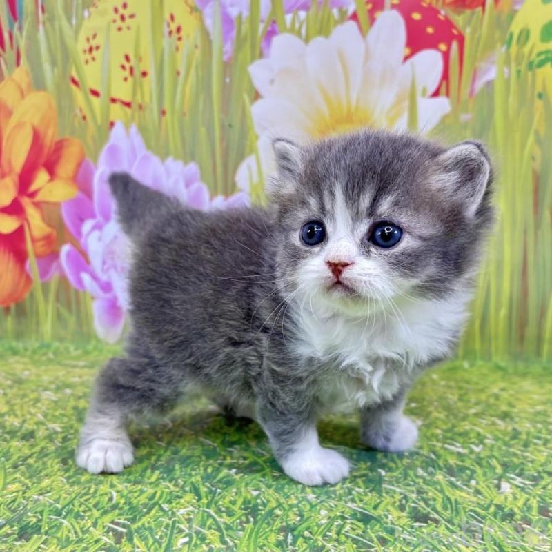 販売中の宮崎県のサイベリアン-133052