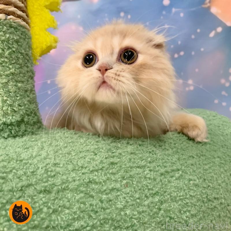 販売中の大阪府のスコティッシュフォールド(折れ耳)-129974の1枚目