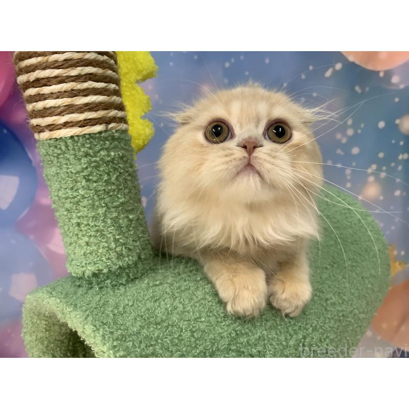 販売中の大阪府のスコティッシュフォールド(折れ耳)-129974の2枚目