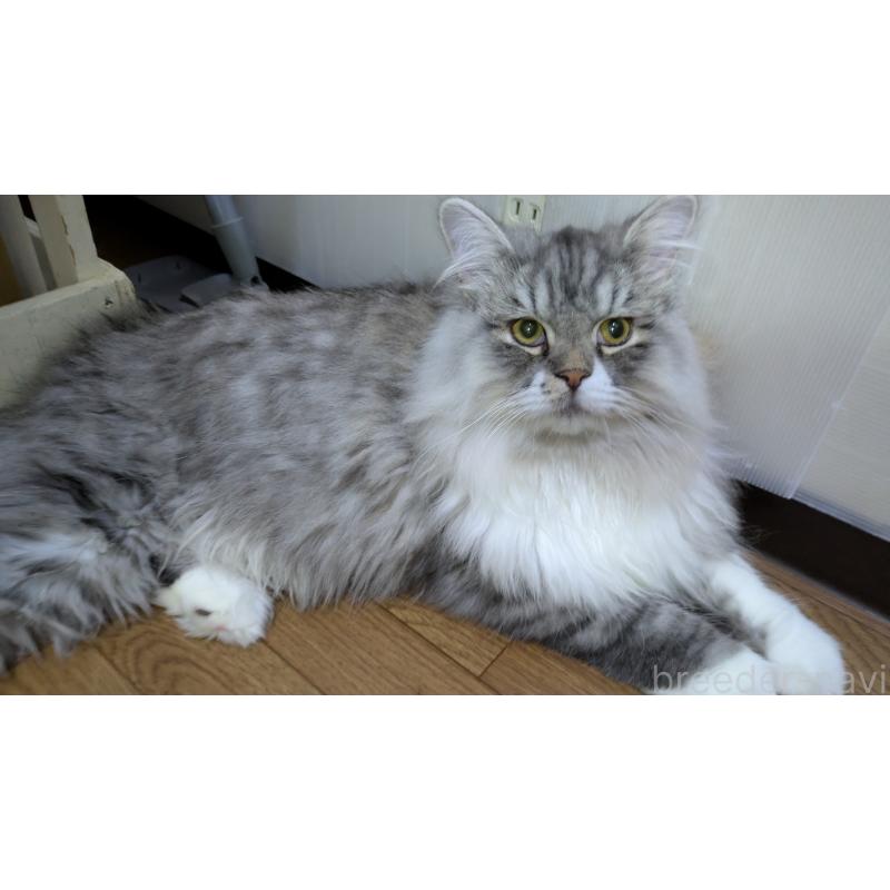 販売中の大阪府のミヌエット-121834の5枚目