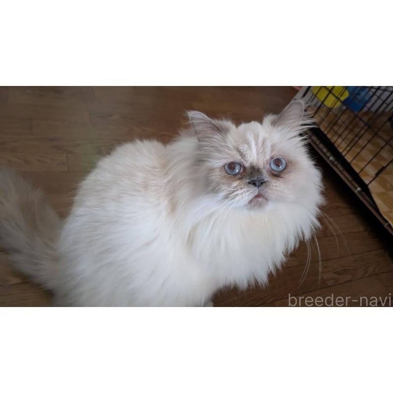 販売中の大阪府のミヌエット-126295の10枚目