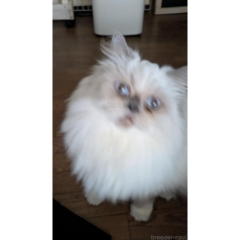 販売中の大阪府のミヌエット-126295