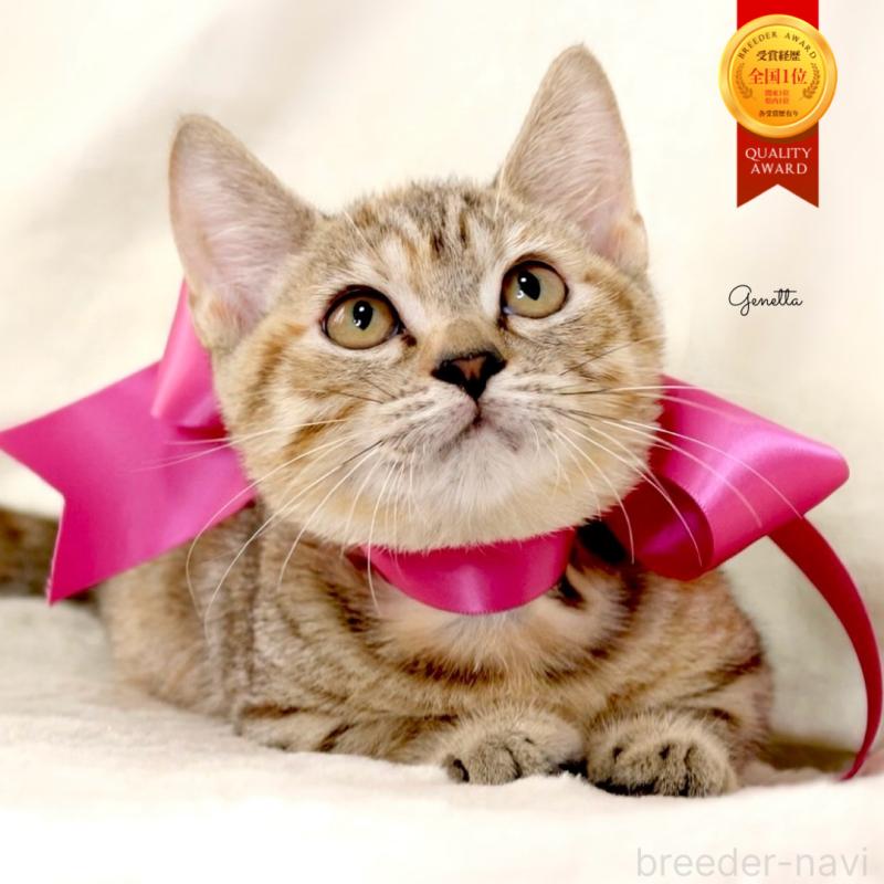 販売中の栃木県のジェネッタ-131203