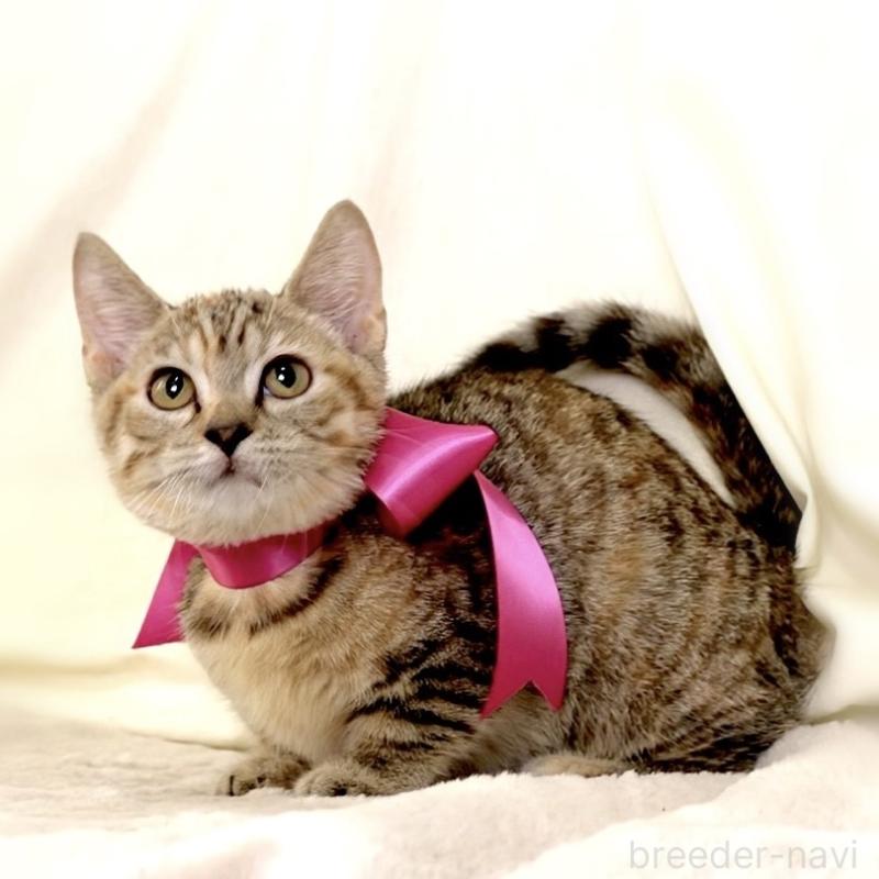 販売中の栃木県のジェネッタ-131203の10枚目