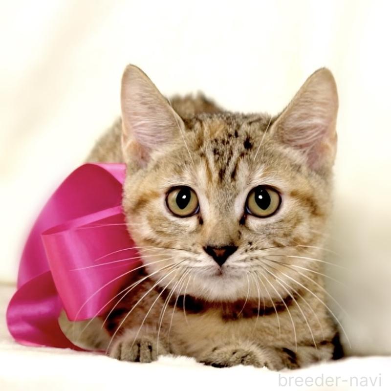 販売中の栃木県のジェネッタ-131203の7枚目