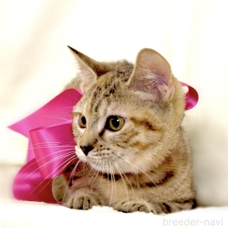 販売中の栃木県のジェネッタ-131203の6枚目