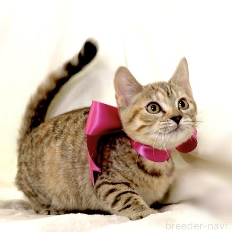 販売中の栃木県のジェネッタ-131203の4枚目