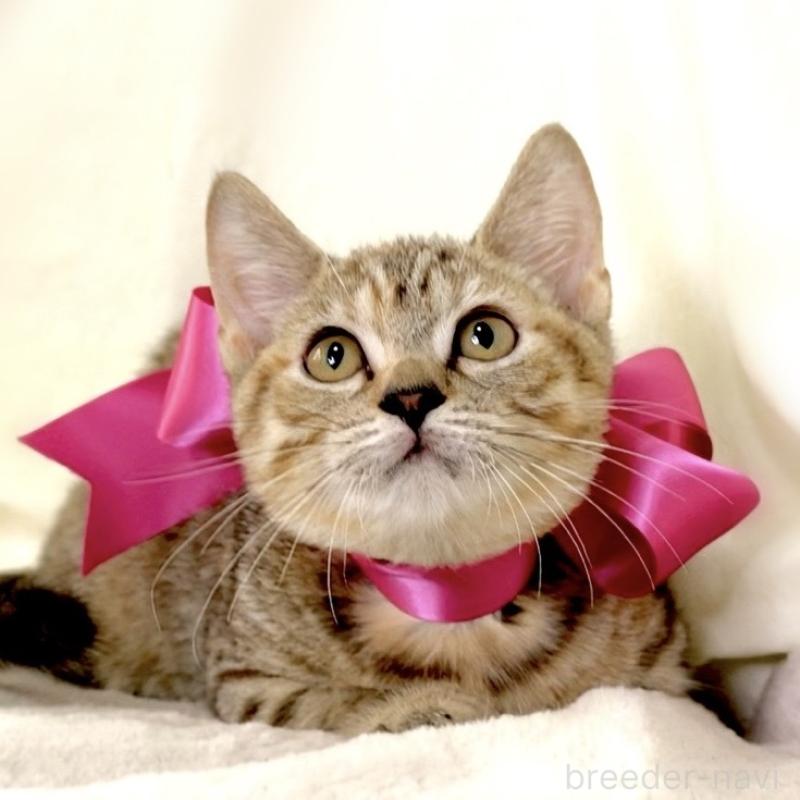 販売中の栃木県のジェネッタ-131203の3枚目