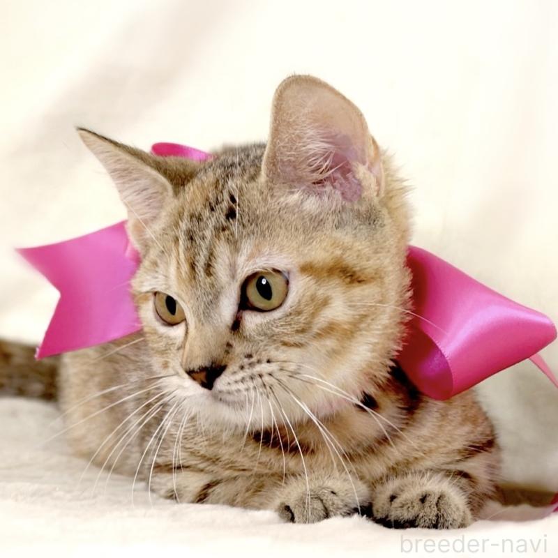 販売中の栃木県のジェネッタ-131203の2枚目