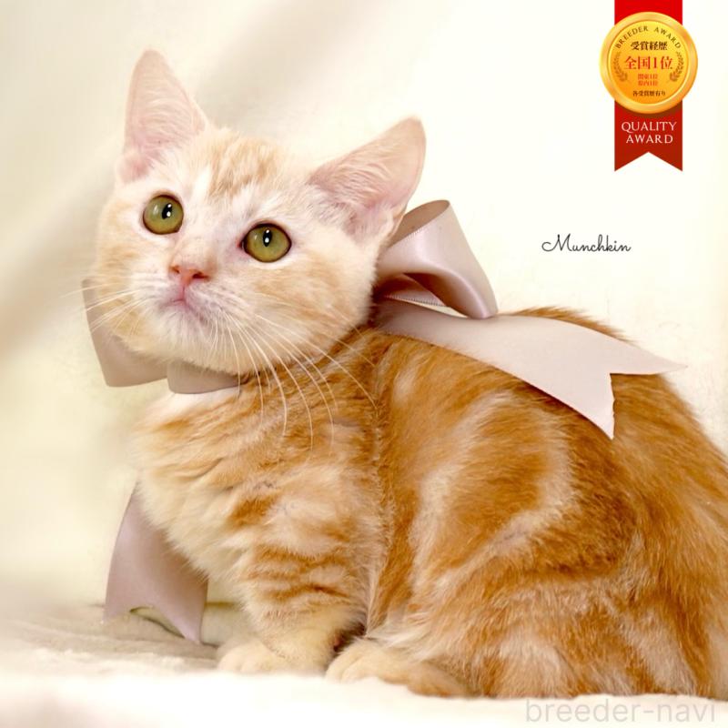 販売中の栃木県のマンチカン(短足)-133053の1枚目