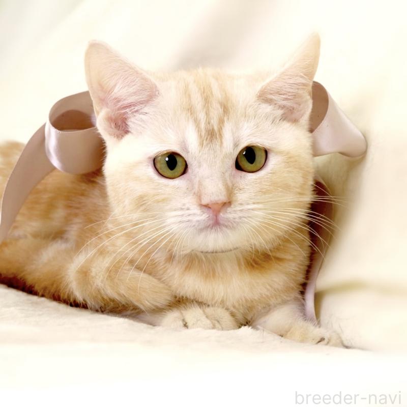 販売中の栃木県のマンチカン(短足)-133053の10枚目