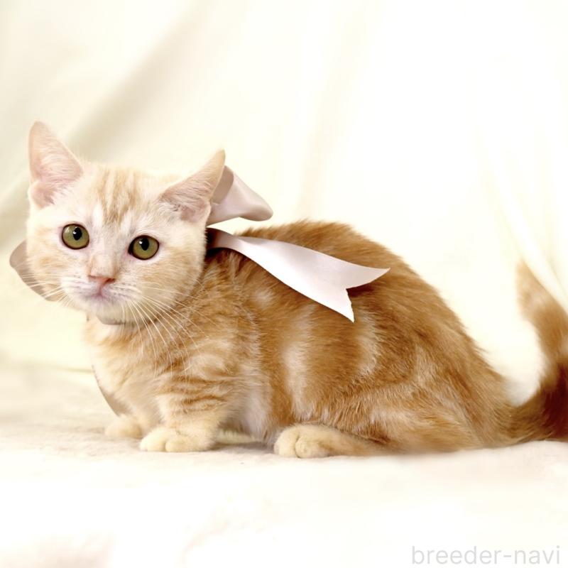 販売中の栃木県のマンチカン(短足)-133053の9枚目