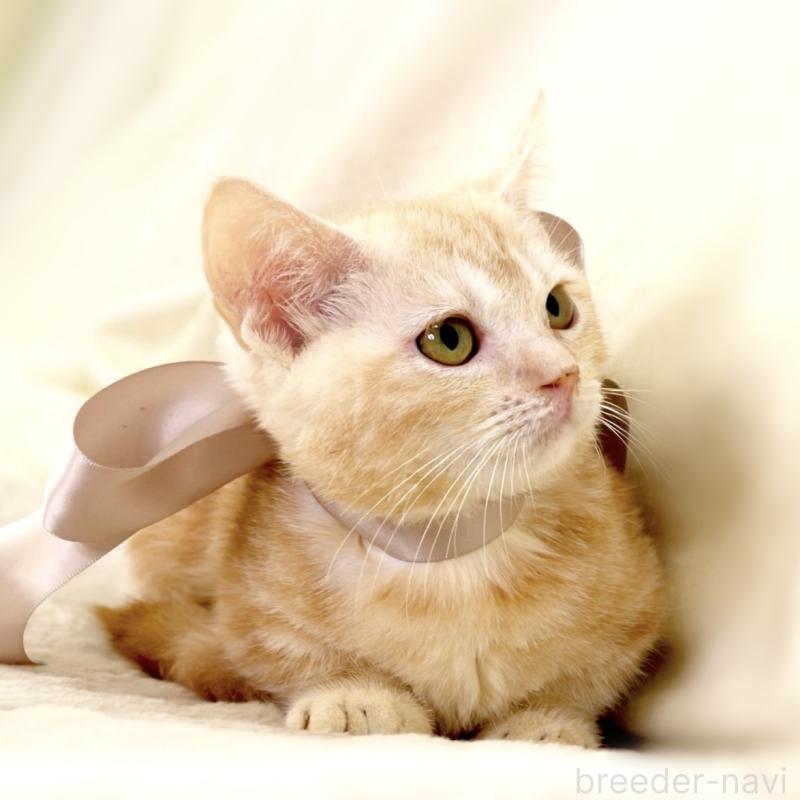 販売中の栃木県のマンチカン(短足)-133053の8枚目