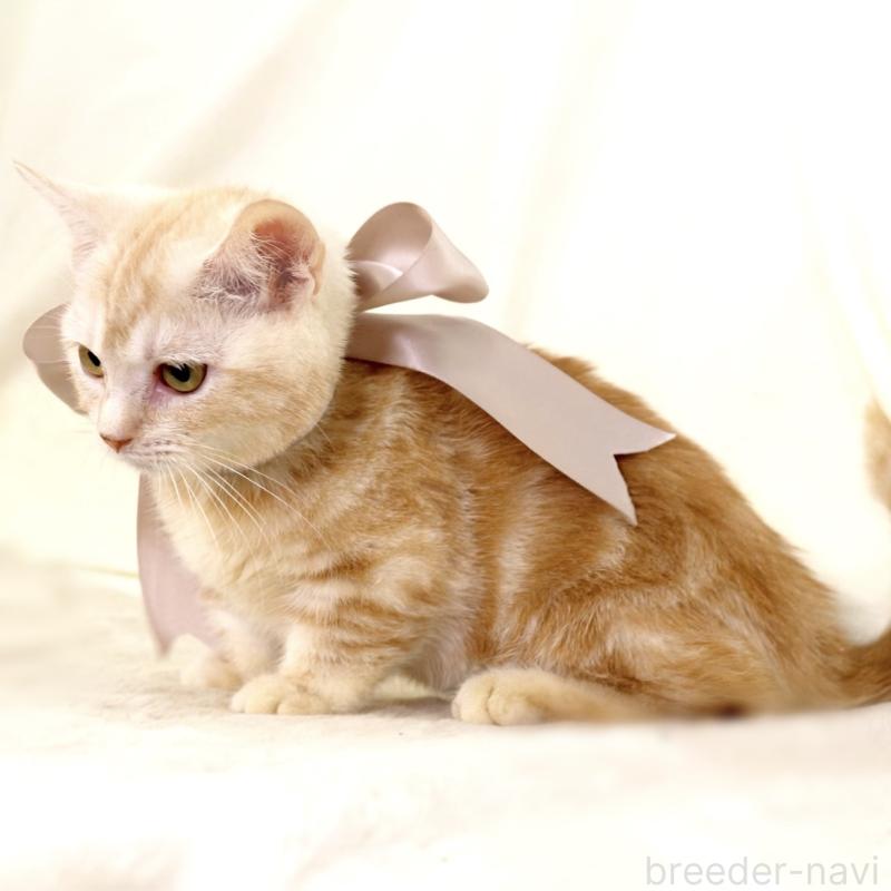 販売中の栃木県のマンチカン(短足)-133053の7枚目