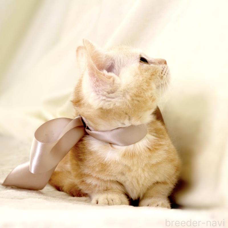 販売中の栃木県のマンチカン(短足)-133053の6枚目