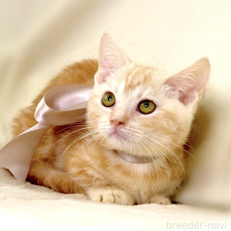 販売中の栃木県のマンチカン(短足)-133053の5枚目