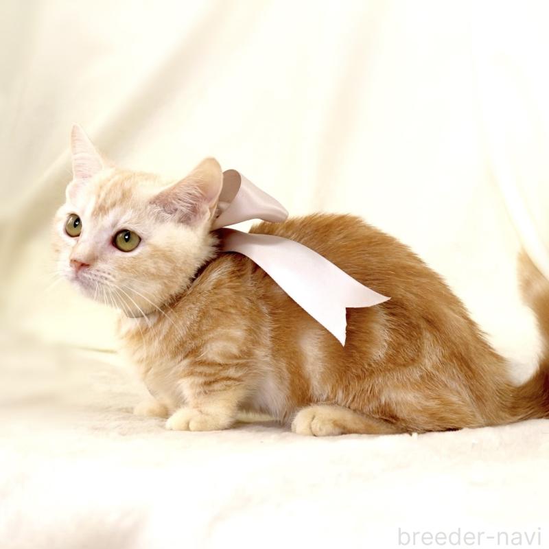 販売中の栃木県のマンチカン(短足)-133053の4枚目