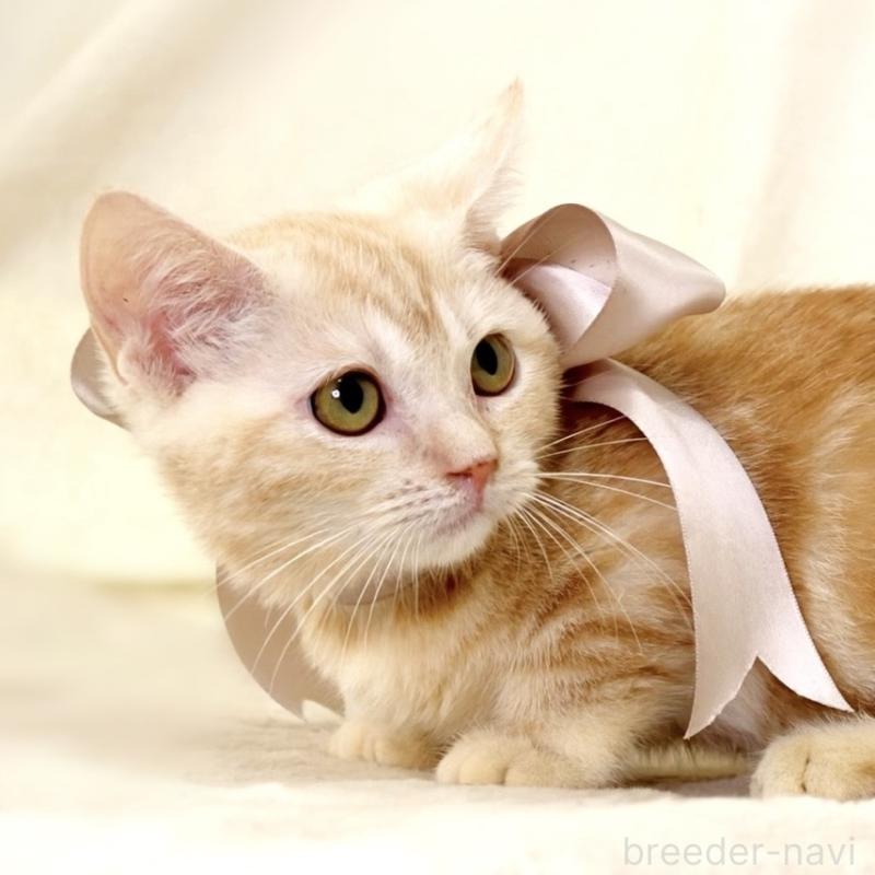 販売中の栃木県のマンチカン(短足)-133053の3枚目