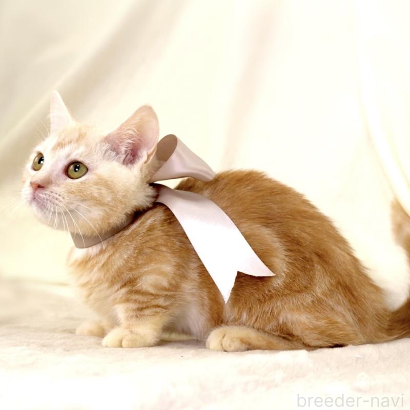 販売中の栃木県のマンチカン(短足)-133053の2枚目