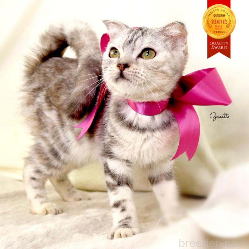 販売中の栃木県のジェネッタ-133054