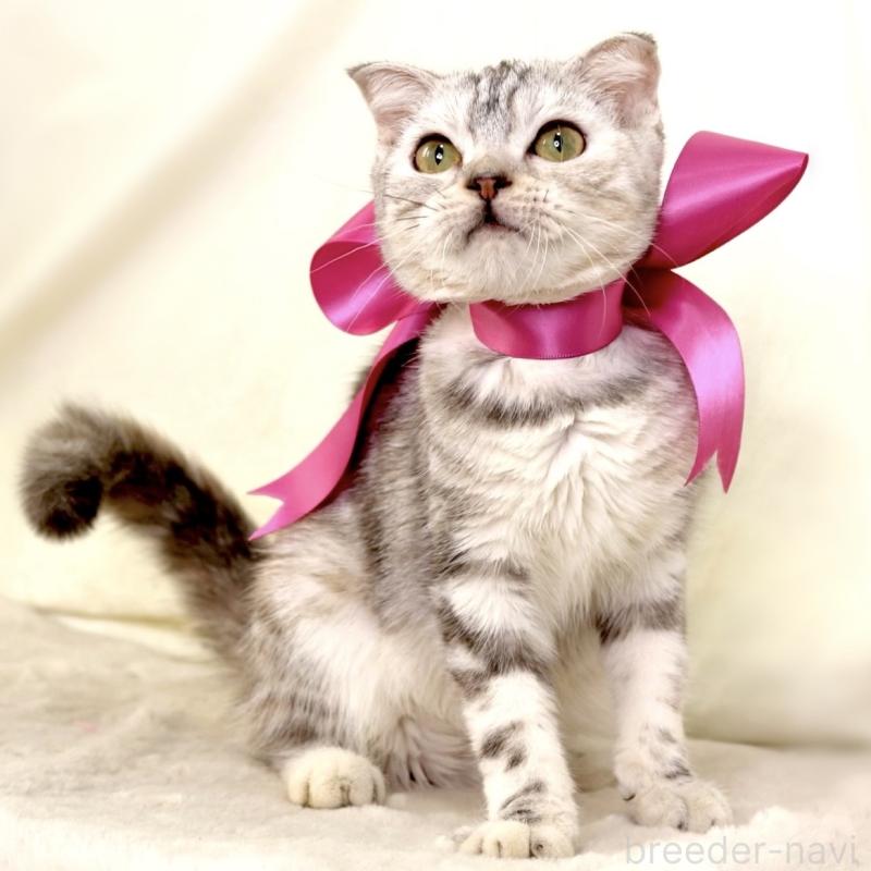 販売中の栃木県のジェネッタ-133054の10枚目