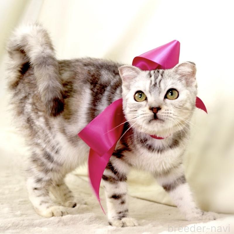 販売中の栃木県のジェネッタ-133054の9枚目