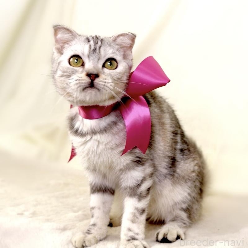 販売中の栃木県のジェネッタ-133054の8枚目