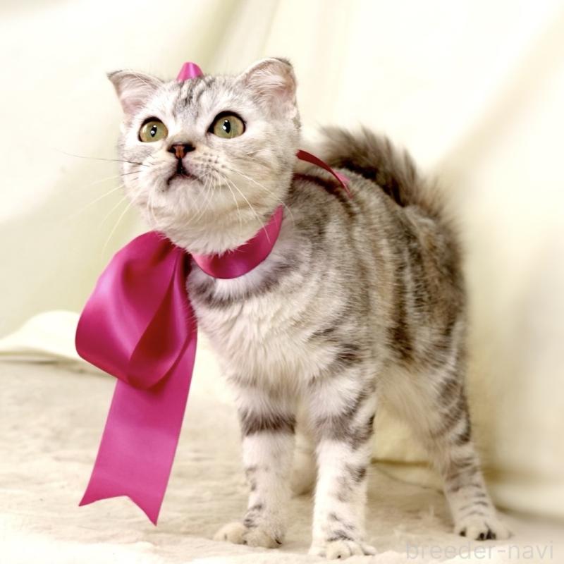 販売中の栃木県のジェネッタ-133054の7枚目