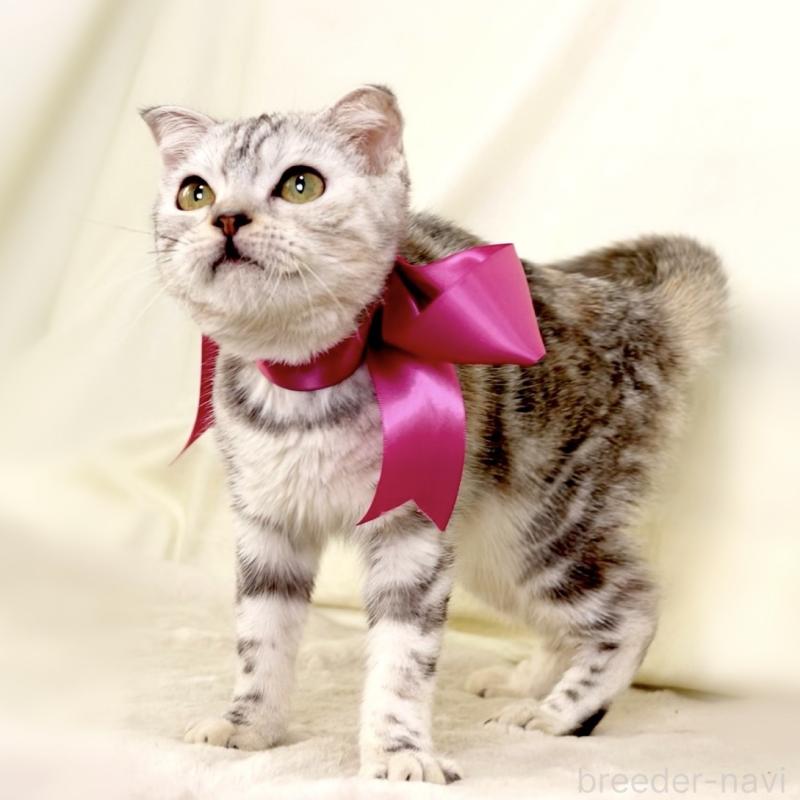 販売中の栃木県のジェネッタ-133054の6枚目