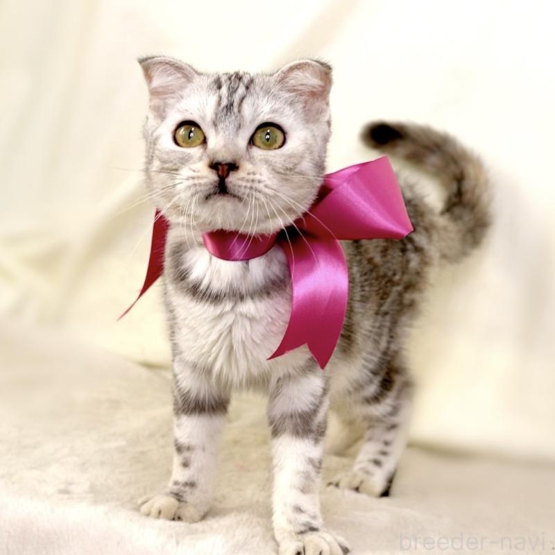 販売中の栃木県のジェネッタ-133054の5枚目