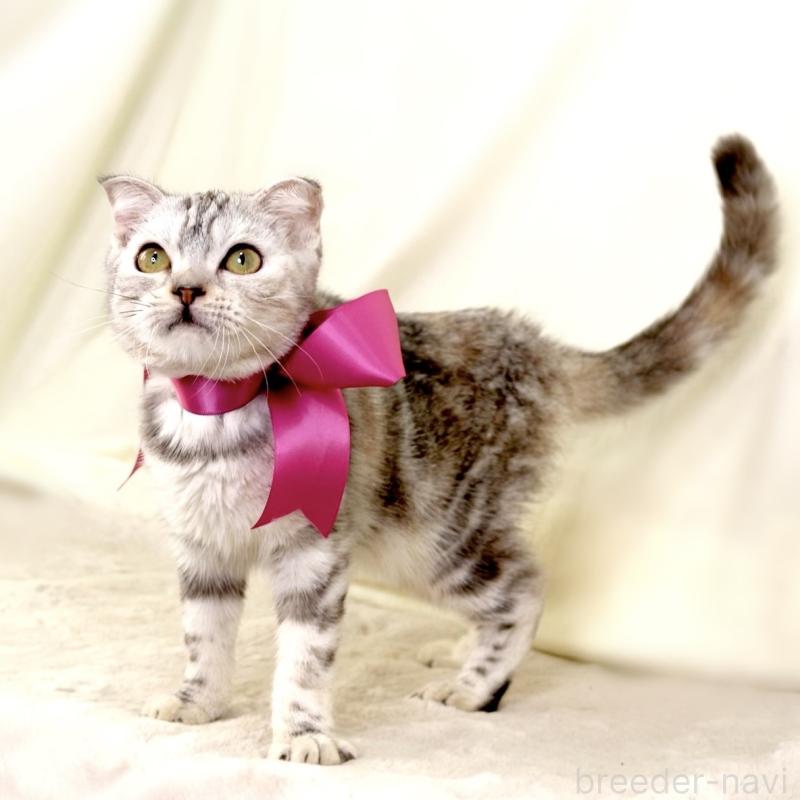 販売中の栃木県のジェネッタ-133054の4枚目