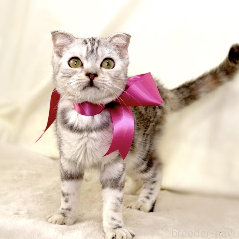 販売中の栃木県のジェネッタ-133054の3枚目