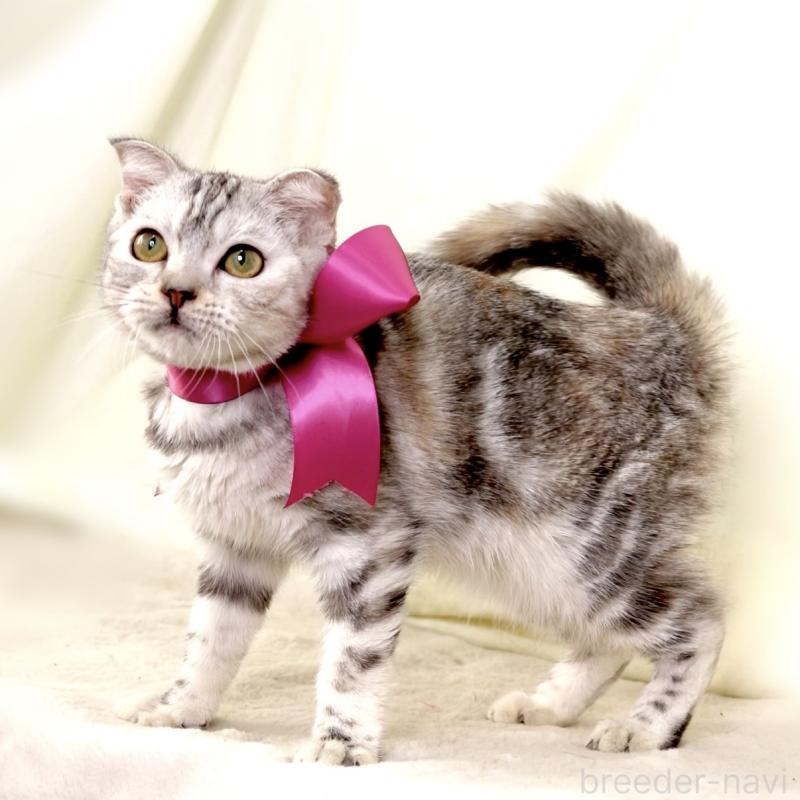 販売中の栃木県のジェネッタ-133054の2枚目