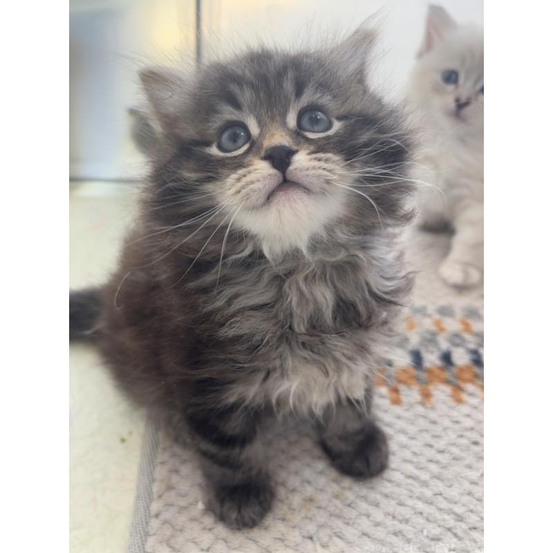 成約済の兵庫県のサイベリアン-131823の2枚目