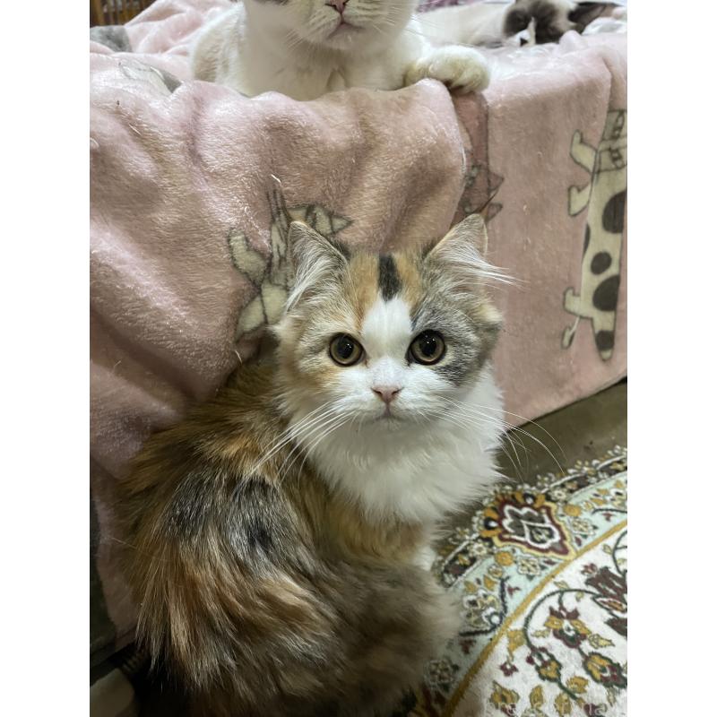 商談中の愛知県のミックス-133055の3枚目