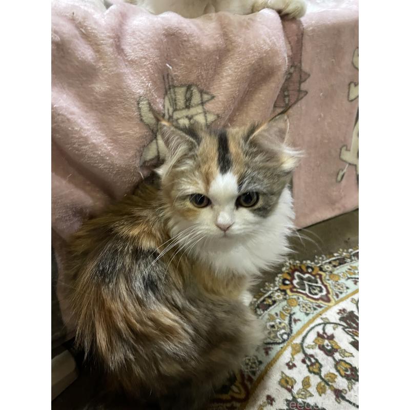 商談中の愛知県のミックス-133055の2枚目