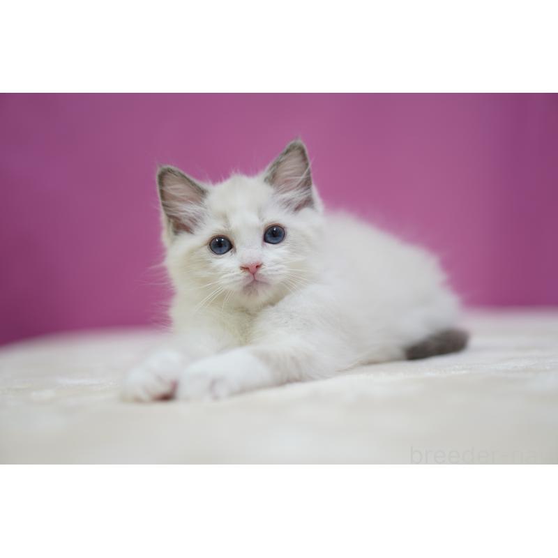 商談中の埼玉県のラグドール-131010の6枚目