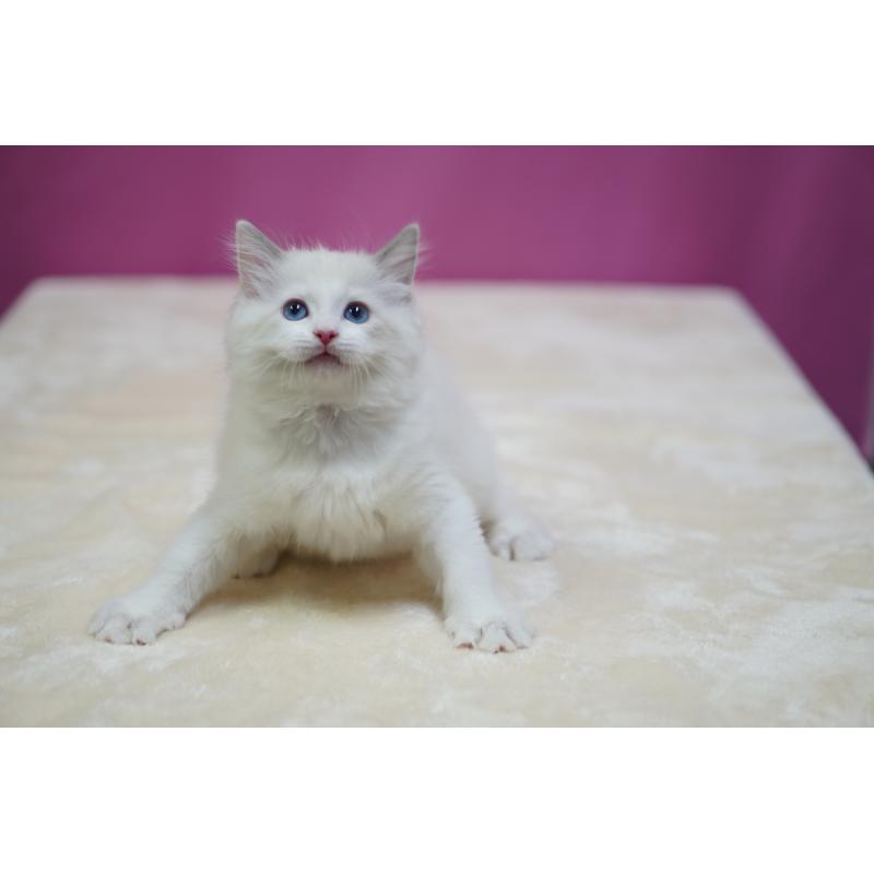 成約済の埼玉県のラグドール-131006の7枚目