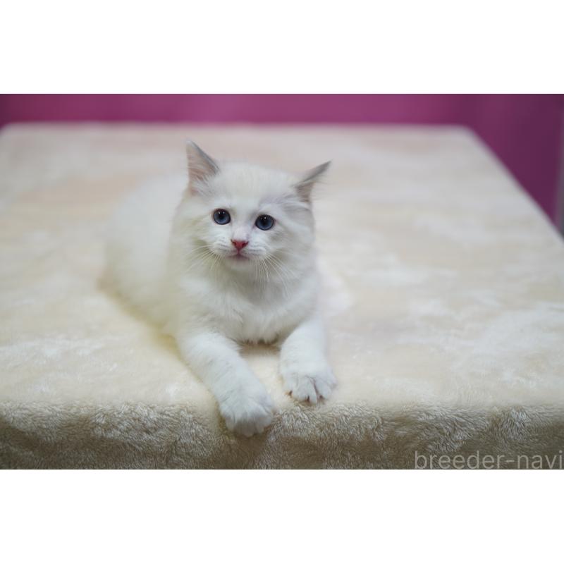 成約済の埼玉県のラグドール-131006の6枚目