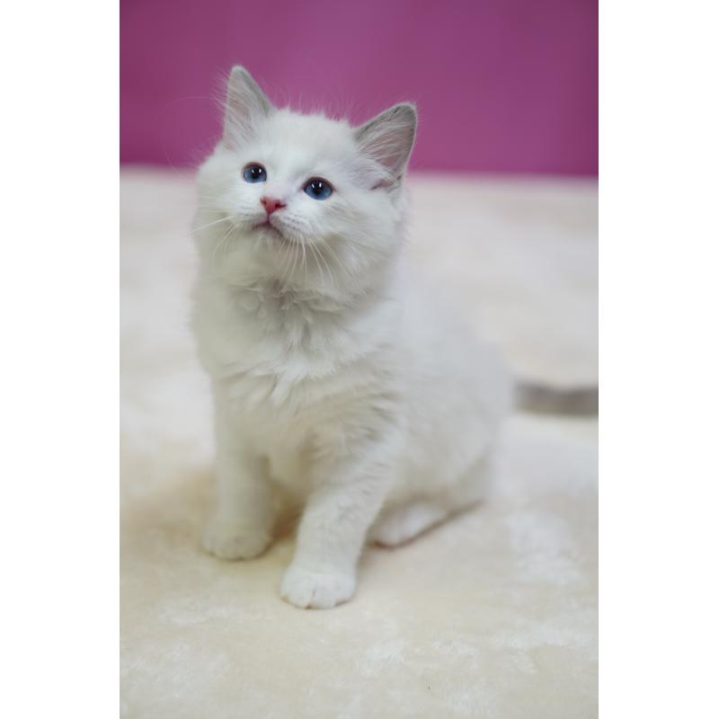 成約済の埼玉県のラグドール-131006の4枚目