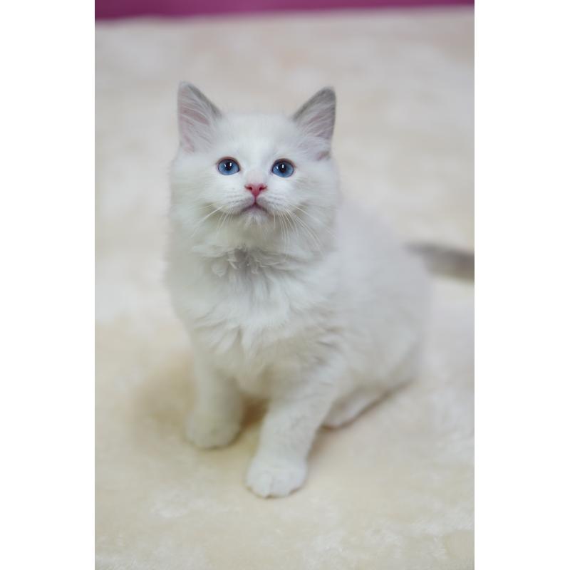 成約済の埼玉県のラグドール-131006の3枚目