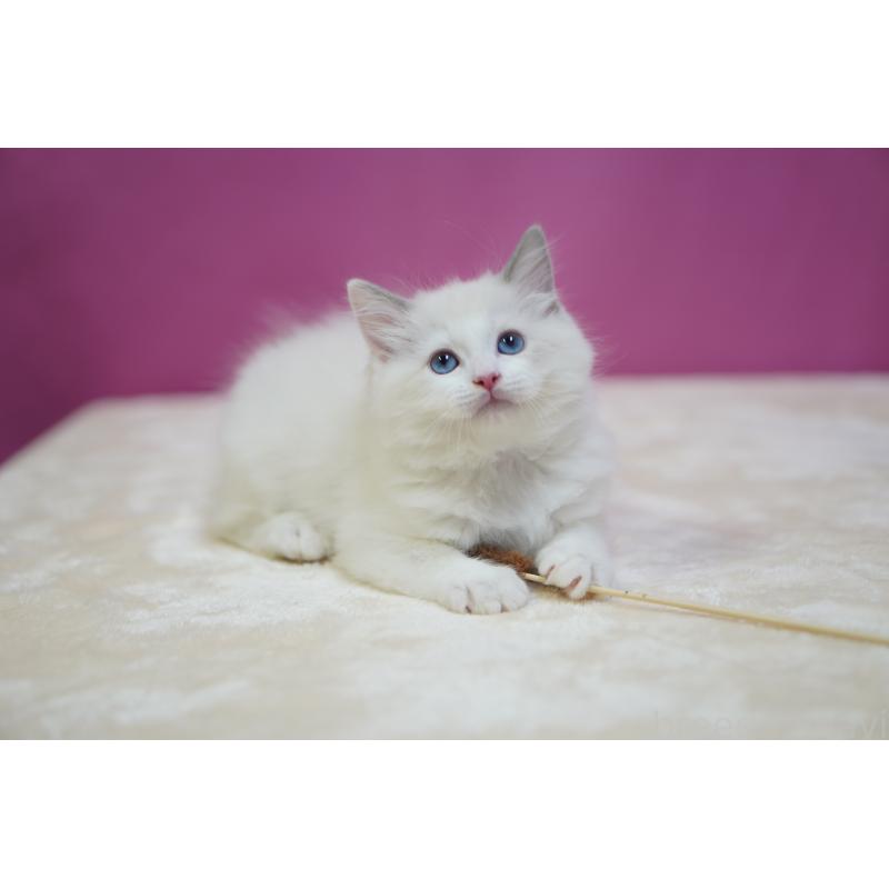 成約済の埼玉県のラグドール-131006の2枚目