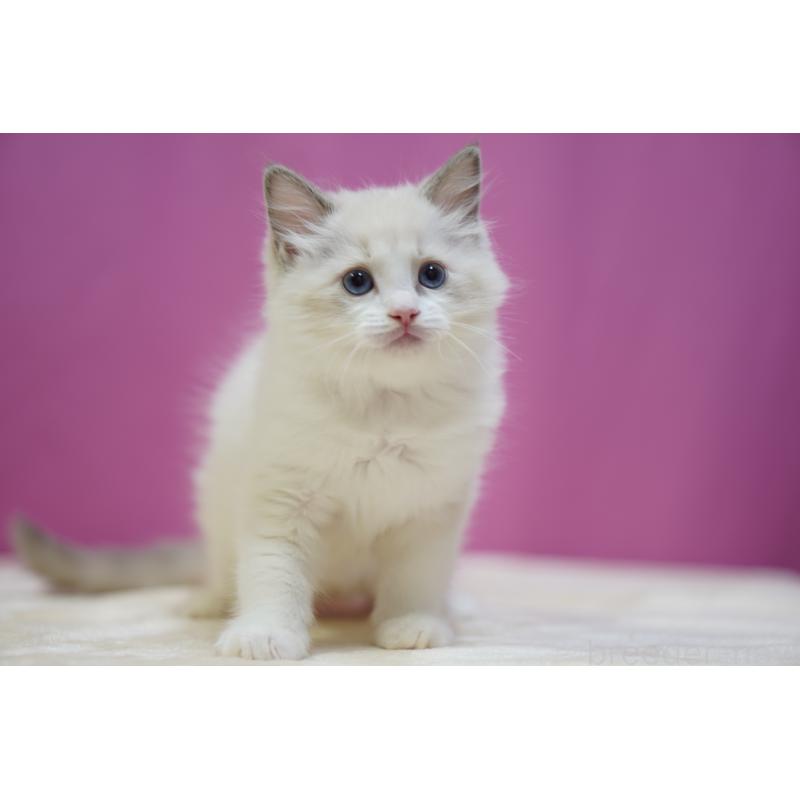 販売中の埼玉県のラグドール-131008の7枚目