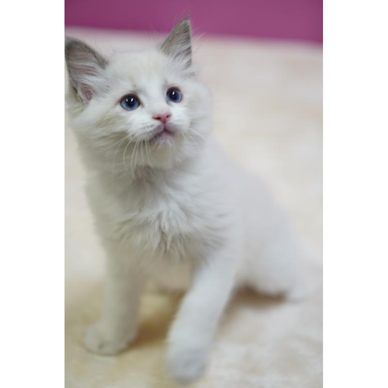 販売中の埼玉県のラグドール-131008の6枚目