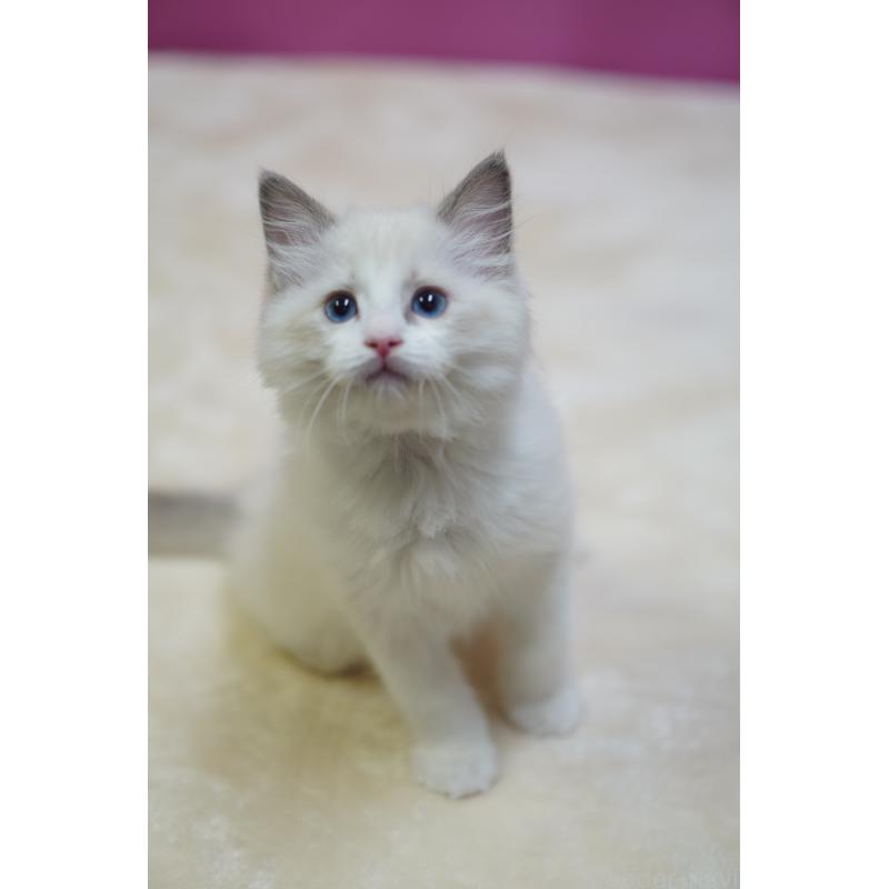 販売中の埼玉県のラグドール-131008の4枚目