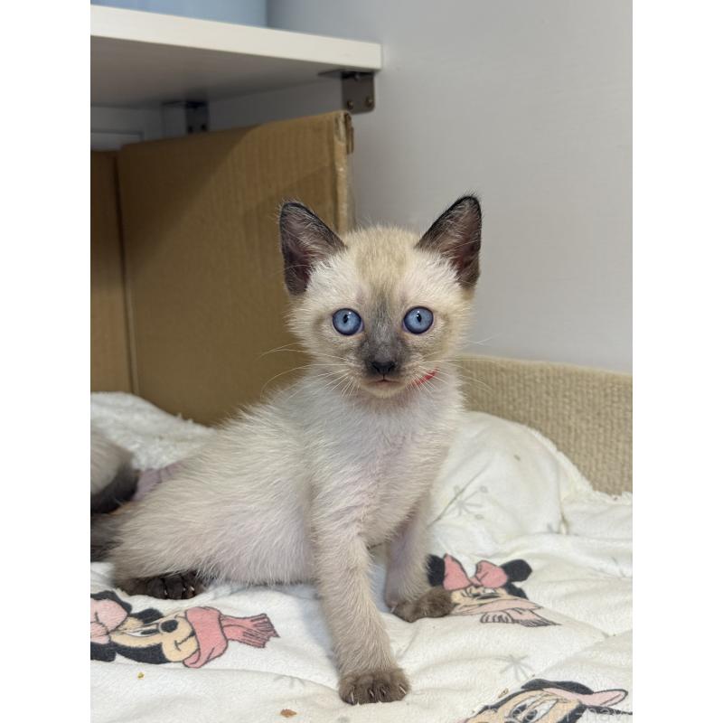 販売中の埼玉県のシャム(サイアミーズ)-133057の3枚目