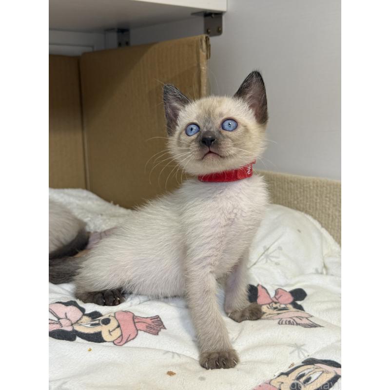 販売中の埼玉県のシャム(サイアミーズ)-133057の2枚目