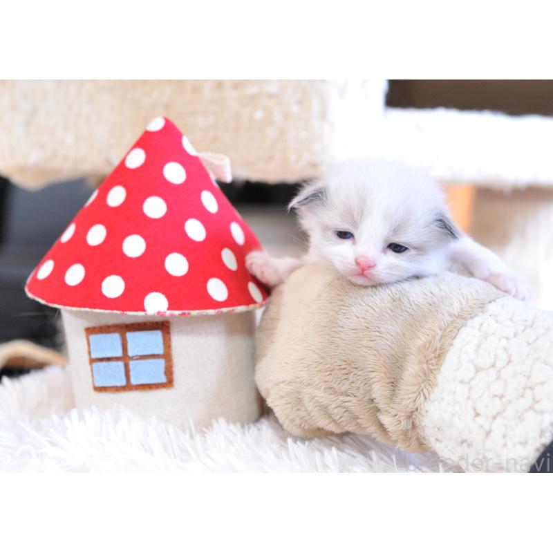 販売中の埼玉県のラグドール-133037の9枚目