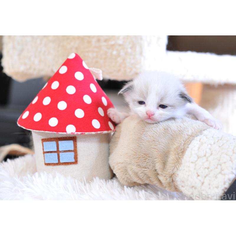 販売中の埼玉県のラグドール-133037の8枚目