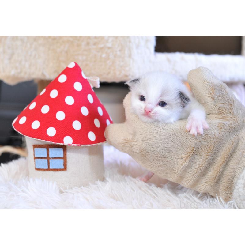 販売中の埼玉県のラグドール-133038の10枚目